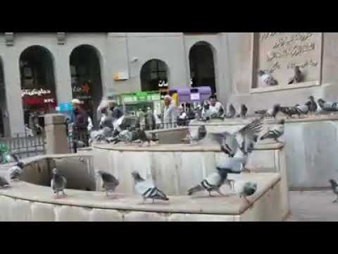 اغنيه شفت ياما الفنان ماهر زين