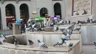 اغنيه شفت ياما الفنان ماهر زين