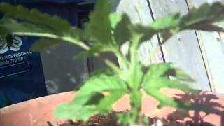 Kush Growing Cont. 2