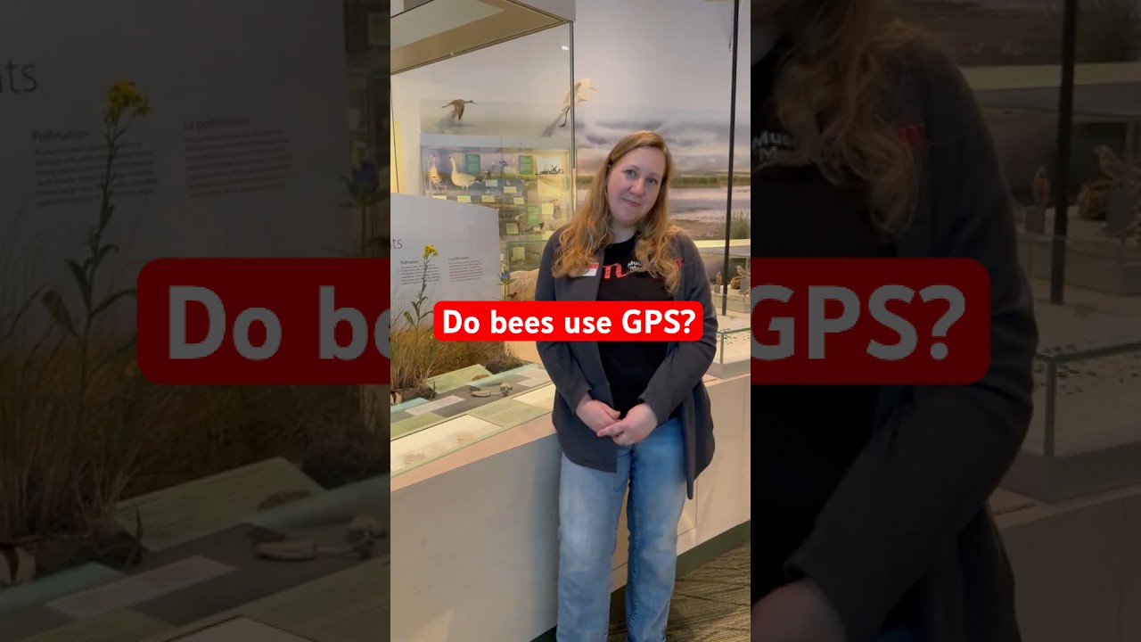 Do bees use GPS to get home?