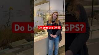 Do bees use GPS to get home?