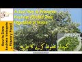 Actual way to preserve kachnar orchid tree vegetable by flavory food      