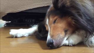 シェルティー ジョン Sheltie