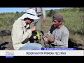 Observan por primera vez crías de iguanas rosadas en Galápagos