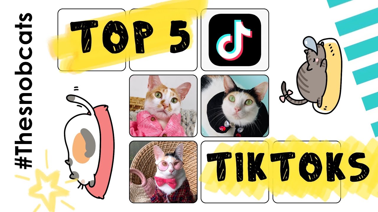 Top 5 Popular @TheSnobCats Tiktoks - YouTube