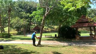 How To Felling A Tree Using Stihl Ms660