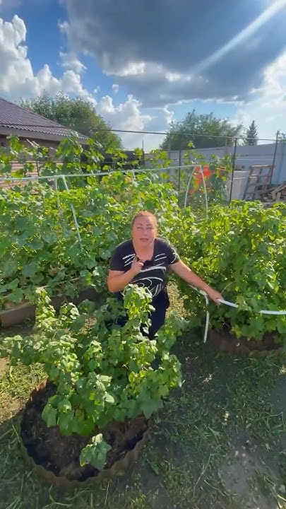 Чем огородить кустарники 🥰 - YouTube