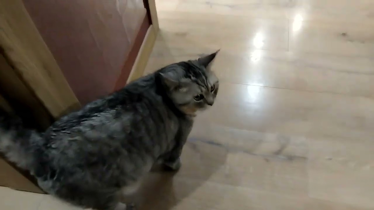 кошка шелти подружилась с сиреноголовым 