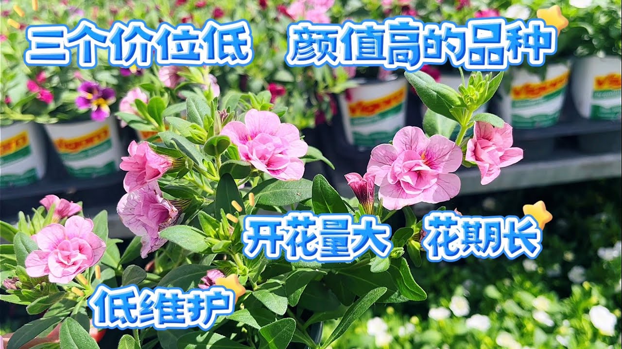 花花 开花量大花期长的低维护花卉，Bidens，Bacopa，Calibrachoa 。【莎拉养