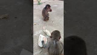 Baby monkey's hearty meal"Monkey Baby hihi"
