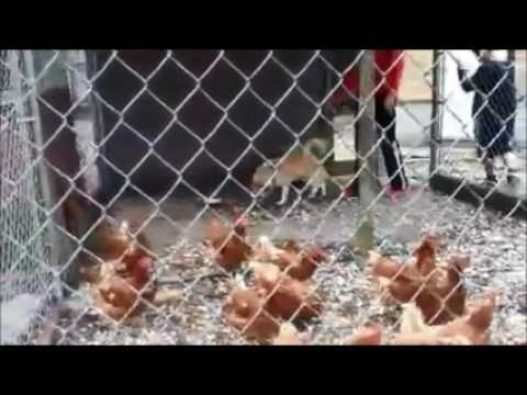 Training Your Dog Not To Chase Chickens Training Your Dog Not To Chase Chickens