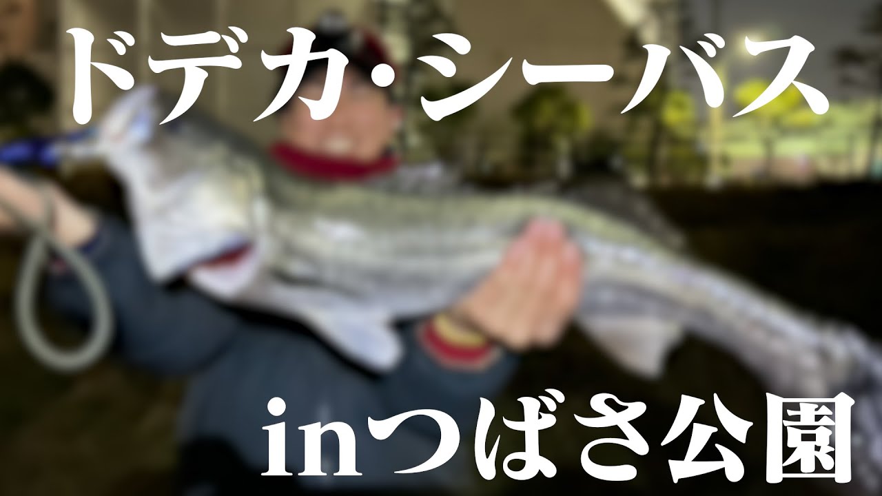 湾奥のある公園にいるシーバスがデカいと聞いたので行ってみると...