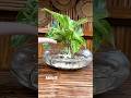 How to Arrange Marble Queen Pothos Plant in Glass Vase #shorts #youtubeshorts