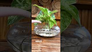 How to Arrange Marble Queen Pothos Plant in Glass Vase #shorts #youtubeshorts