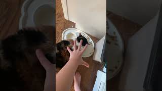 No one‘s allowed to pet my cat but me😠 ￼