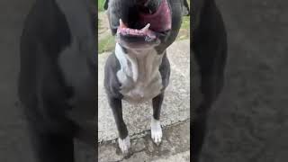 DOG TRAINING FUN! Blue Staffy #shorts #staffy Staffordshire Terrier