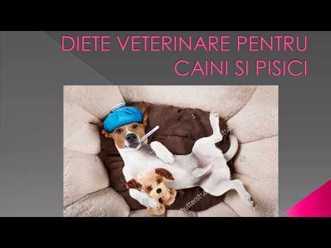 Video: Dieta și Sănătatea Dentară La Pisici