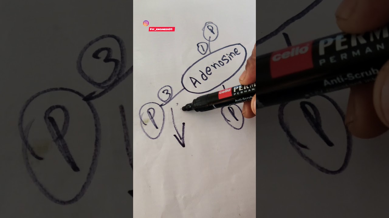 Creatine Nepali version (How does the creatine works?)