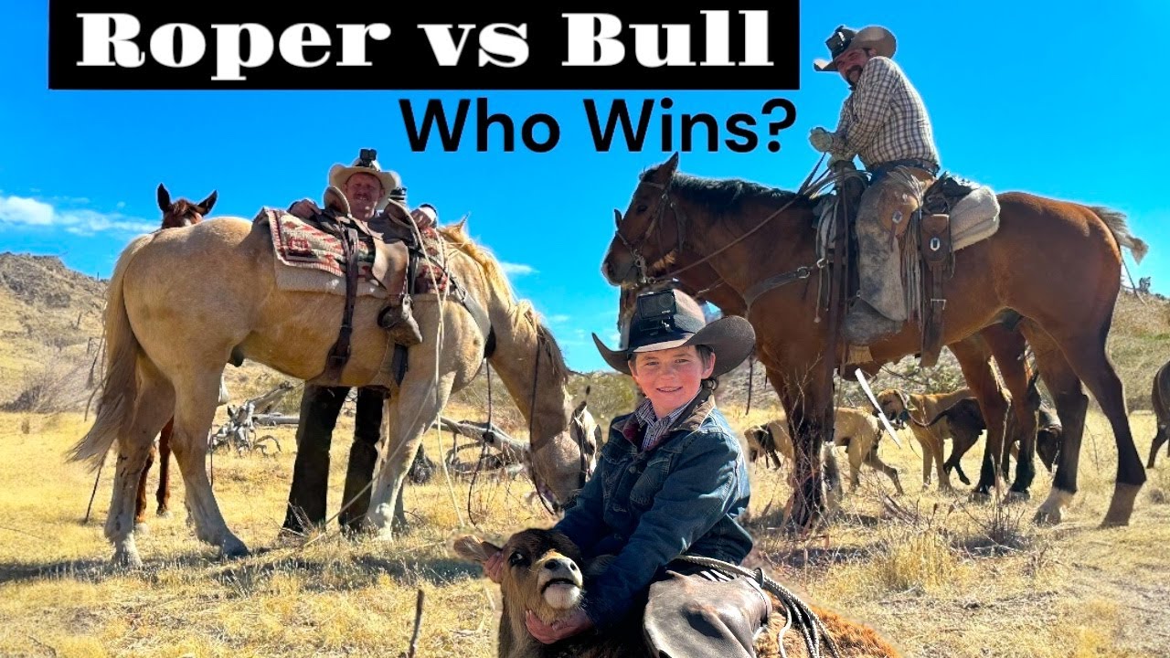 Catchin' Maverick Cattle