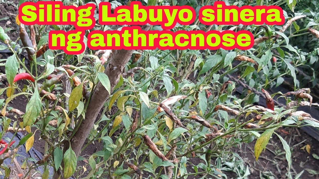 Siling Labuyo inatake ng fungos na anthracnose