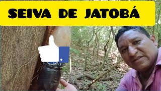 UMA PEQUENA COLHEITA NA NATUREZA @waldelicenovo2030 