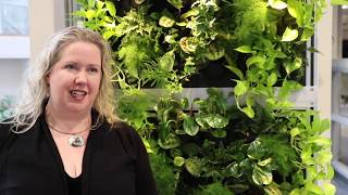BCIT Natural Health and Food Products Research Group - Kombucha Testing