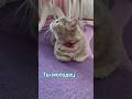 Золушка #cat #смешнойшортс #юмор #кот #видосыоткота #веселыекоты #котики #смешновидео #мем #золушка