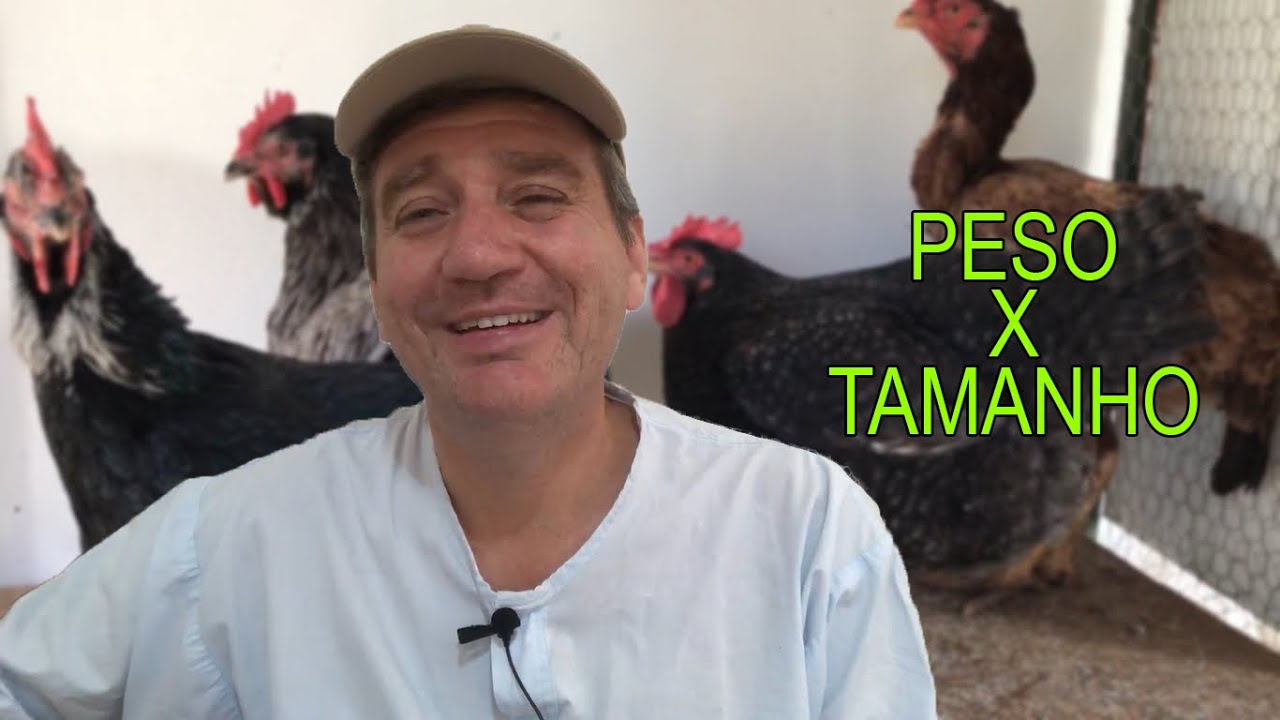 Peso é tamanho? Dorkings, Gigante Azul Jersey, Índio Gigante, Pedrez | Mario Salviato #05