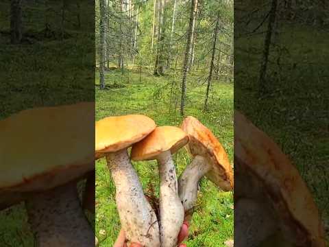 Жёлто-бурые #mushrooms #funghi #shortsvideo #тренды #cepes #boletus