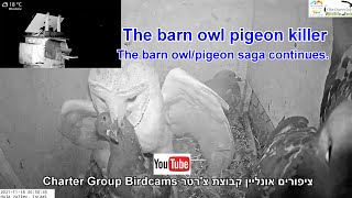 Crazy, The Barn Owl Pigeon Killer. The WILD Barn owl/pigeon saga continues with predation.