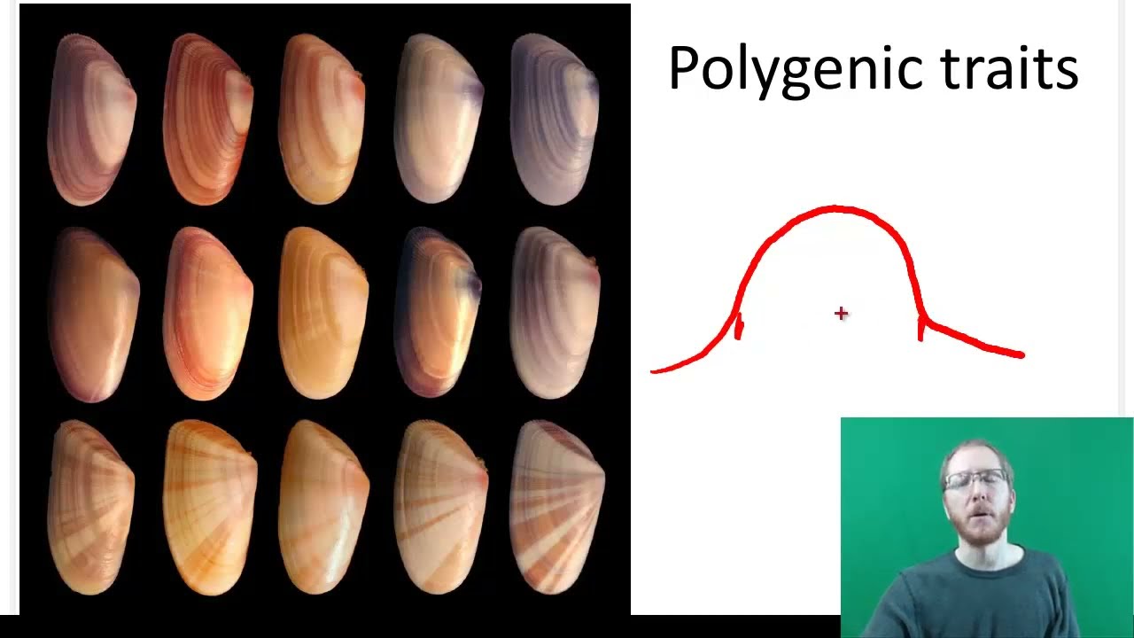 AP Bio: Mendelian Genetics - Part 2