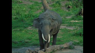 Eco Talk_Elephant Day 2020