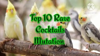 Top 10 Rare and beautiful cockatiels Mutation | #youtube
