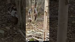 Coppicing at West Dean Woods Nature Reserve