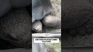 Why Does this Tortoise Species Have a Pointy Nose?