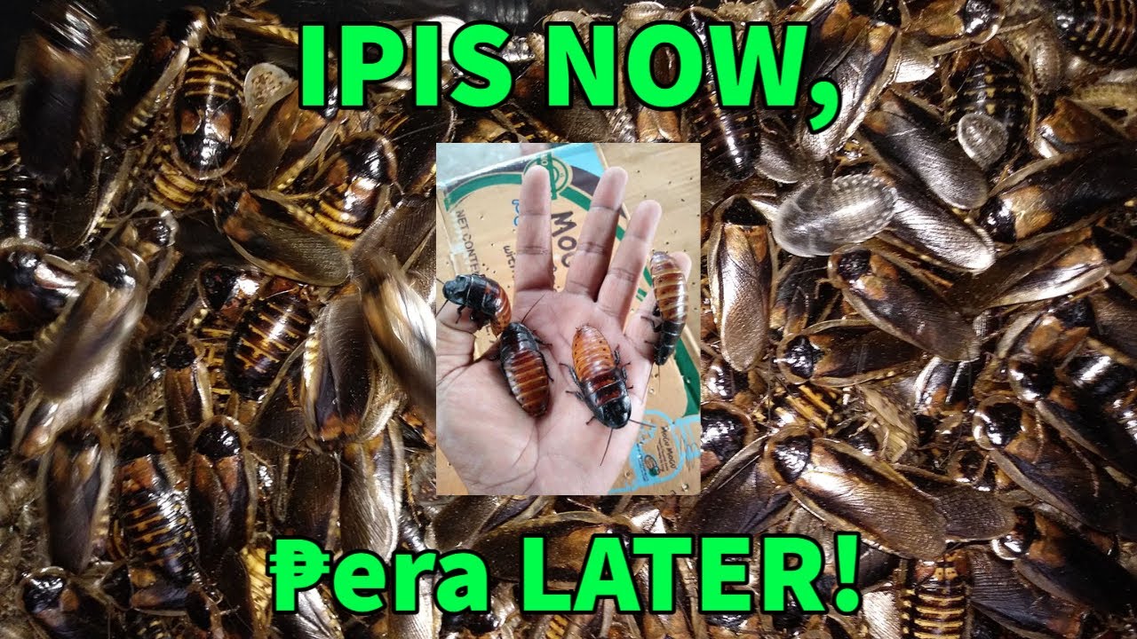 Paano kumita sa Pag aalaga ng Ipis