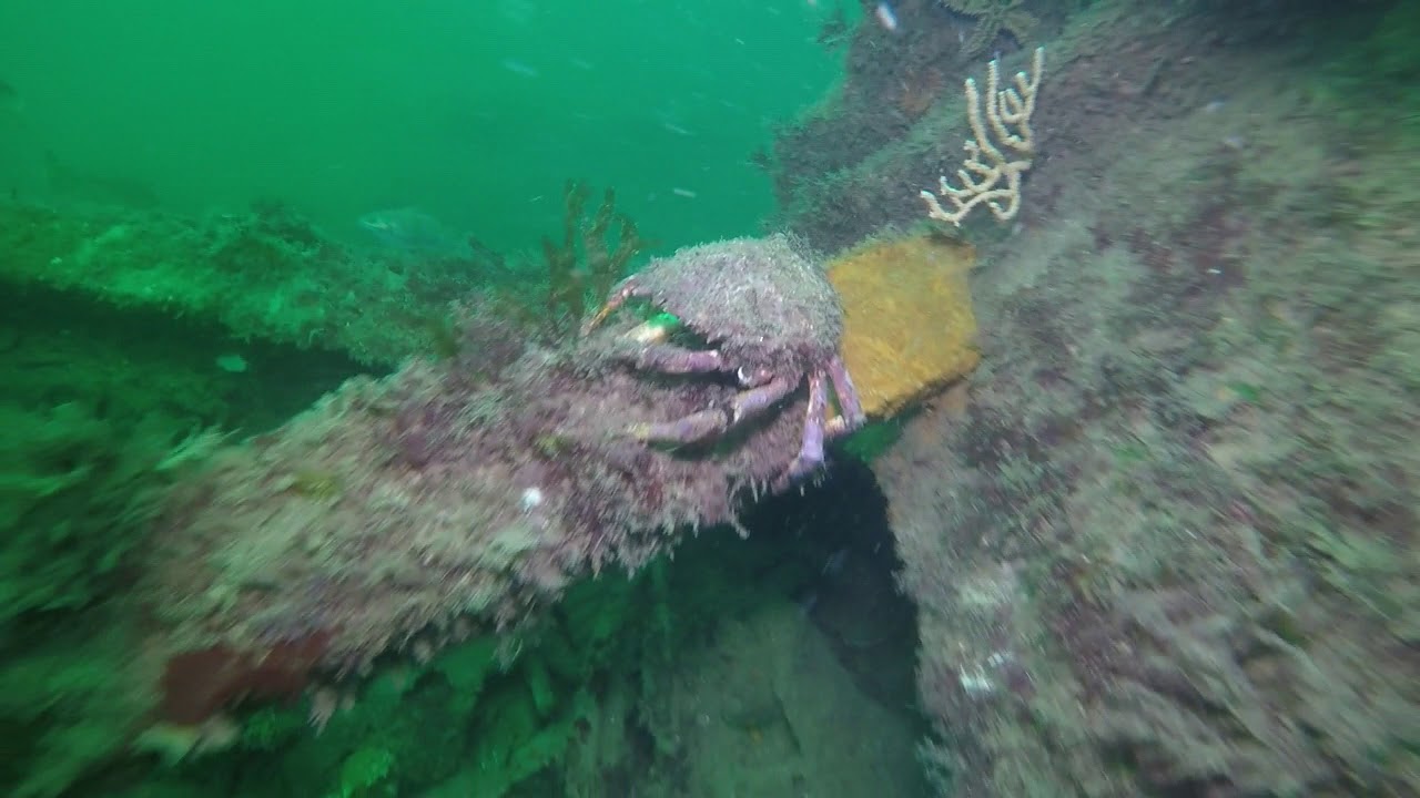 Août 2018 - Île de Groix - Plongée sur l'épave du Sperrbrecher 134 ...