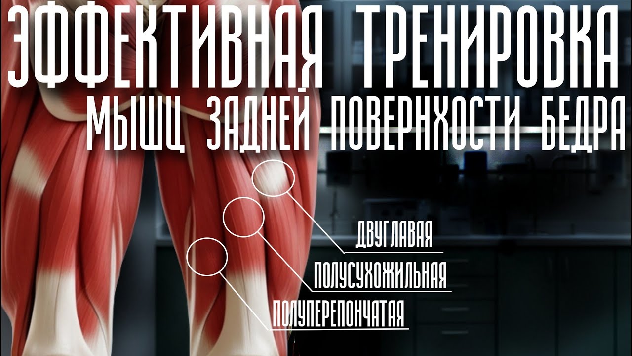 Эффективная тренировка мышц задней поверхности бедра. Хамстринги анатомия и биомеханика.