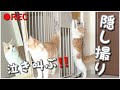 猫が留守番中、ずっと泣き叫んでることが分かりました…【隠し撮り】
