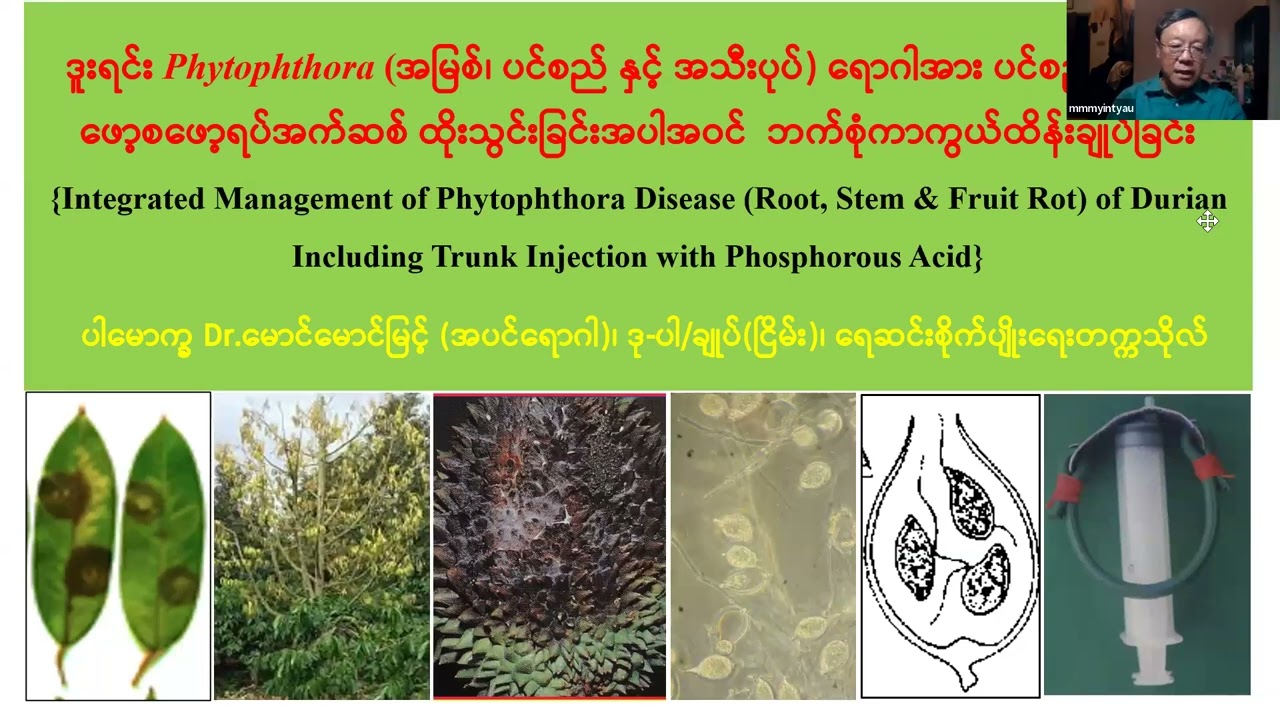 Durian Phytophthora Disease by Dr Maung Maung Myint