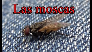 Las moscas .Datos y curiosidades.( Dípteros )