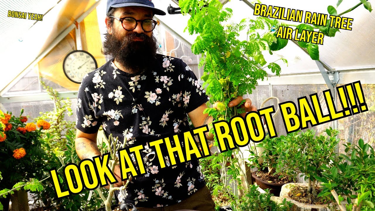 Air Layered Brazilian Rain Tree Gets a New Home! - Bonsai-YEAH