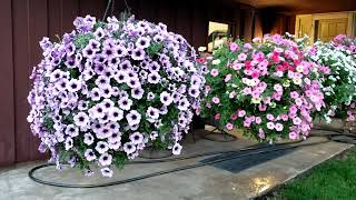 SUPERTUNIA HANGING BASKETS