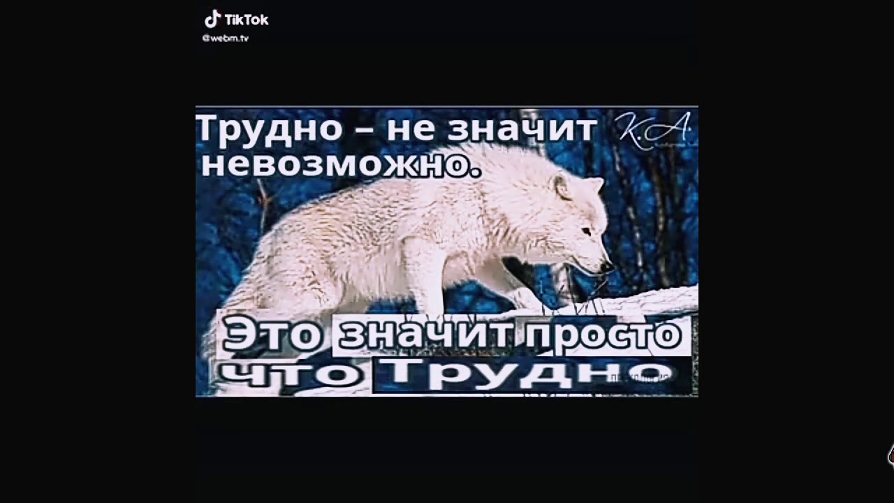 Генератор цитат волка Генератор цитат волка