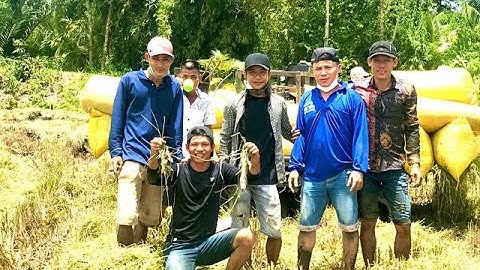 Vlog49. bắt Chuột đồng mùa cắt lúa - kết thúc SERIES Miền Tây