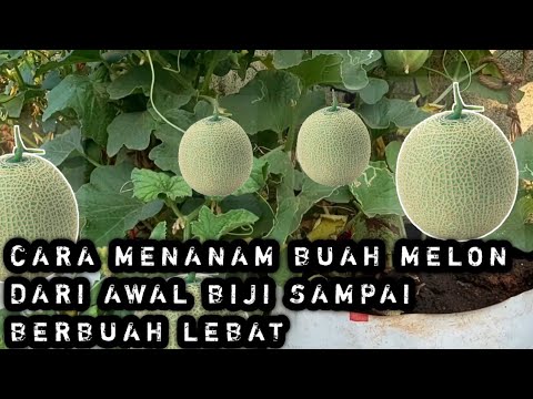 CARA MENANAM BUAH MELON DARI AWAL BIJI SAMPAI BERBUAH LEBAT 