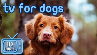 Dog TV: Videos for Dogs with Depression & Anxiety! [No Ads] image