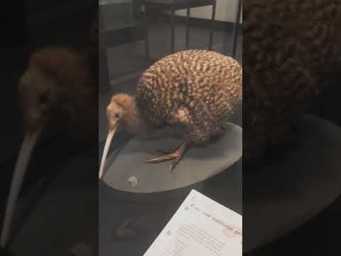 Vídeo: El kiwi és un ocell que no pot volar