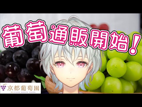 【 農業雑談 】葡萄通販受付開始！(9/1～)【 京都みこ / Vtuber 】