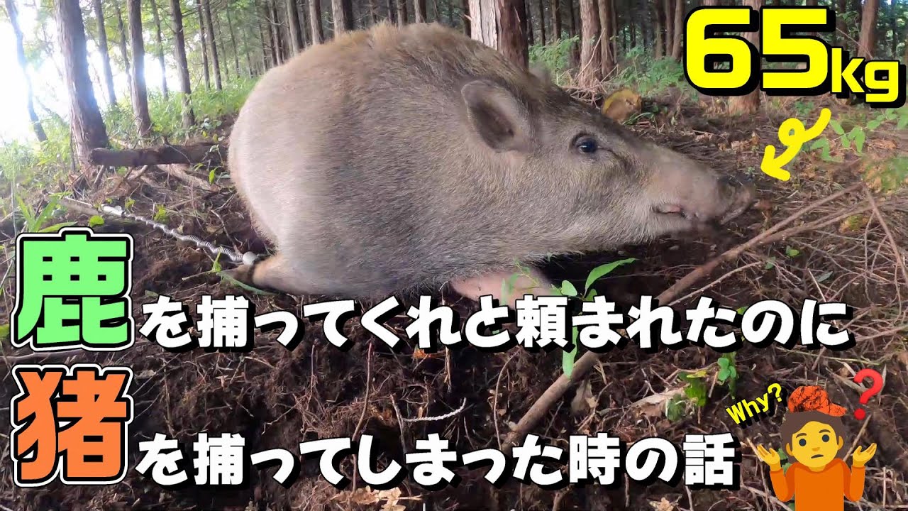 害獣駆除罠 徹底解説】くくり罠の特徴や成果の上げ方とは？ – イノホイ オンライン
